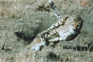 Jagender Gepard - © Horst und Wally Hagen