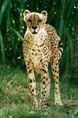 Ein Gepard nähert sich vorsichtig der Kamera