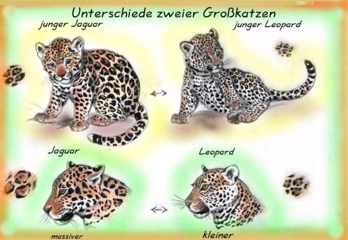 Unterschied zweier Großkatzen: Jaguar und Leopard (c) Sabrina Mastaj 2002