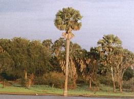 Borassuspalmen am Sandufer des Rufiji-Fluses charakterisieren den nördlichen Selous