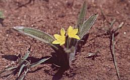 Pflanzen wie die Hypoxis obtusa wachsen gern auf sandigen Böden
