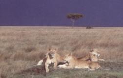 Löwengruppe in der Serengeti