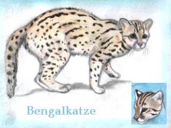 Bengalkatze (c) Sabrina 2002