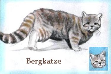 Bergkatze (c) Sabrina 2002