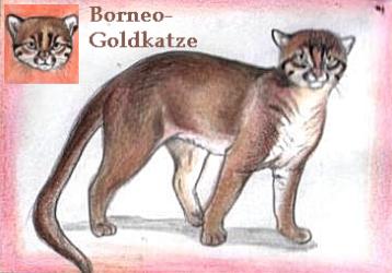 Borneo-Goldkatze (c) Sabrina 2002