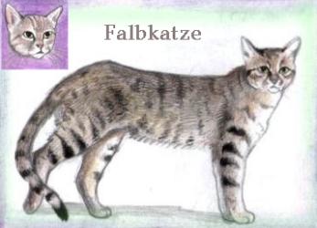 Falbkatze (c) Sabrina 2002