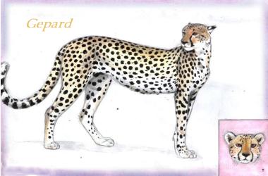 Gepard (c) Sabrina 2002
