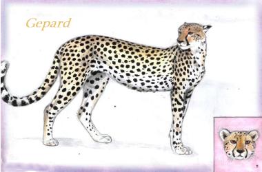 Gepard (c) Sabrina 2002