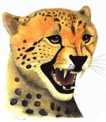 Gepard (c) Sabrina '99