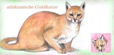 Afrikanische Goldkatze (c) Sabrina 2002