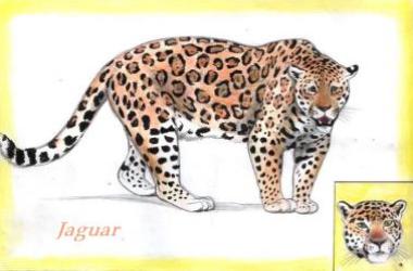 Jaguar (c) Sabrina 2002