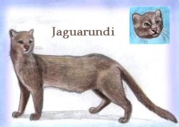 Jaguarundi (c) Sabrina 2002