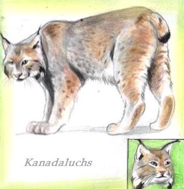 Kanadischer Luchs (c) Sabrina 2002