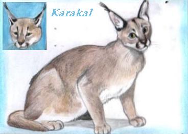 Karakal (c) Sabrina 2002