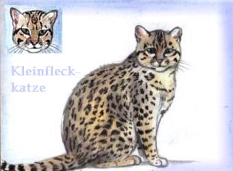 Kleinfleckkatze (c) Sabrina 2002