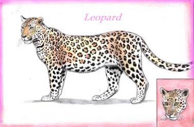 Leopard (c) Sabrina 2002