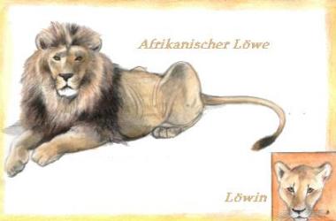Afrikanischer Löwe (c) Sabrina 2002