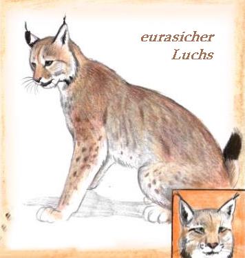 Eurasicher Luchs (c) Sabrina 2002