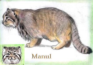 Manul (c) Sabrina 2002