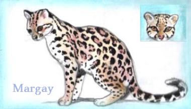 Margay (c) Sabrina 2002