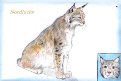 Nordluchs (c) Sabrina 2002