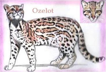 Ozelot (c) Sabrina 2002