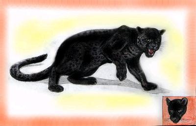 Schwarzer Leopard (Panther) (c) Sabrina 2002