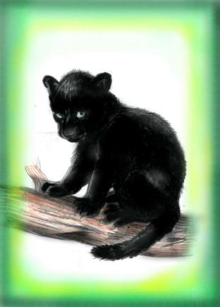 Pantherjunges (c) Sabrina 2002