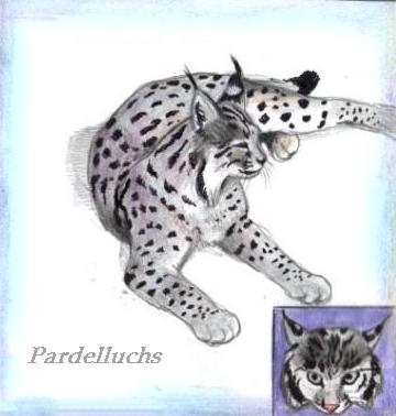 Pardelluchs (c) Sabrina 2002