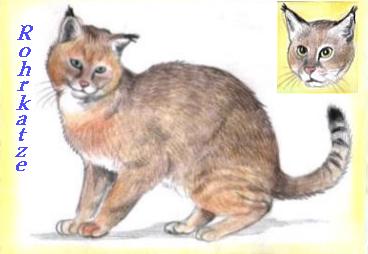 Rohrkatze (c) Sabrina 2002