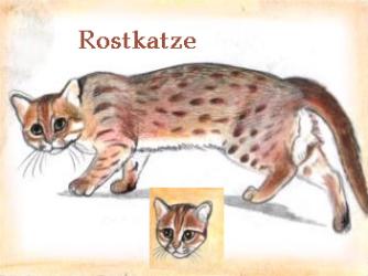 Rostkatze (c) Sabrina 2002