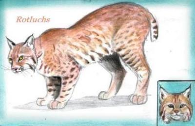 Rotluchs (c) Sabrina 2002
