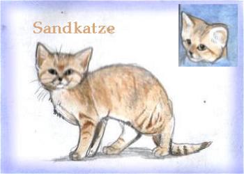 Sandkatze (c) Sabrina 2002