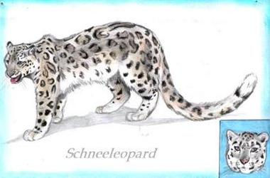 Schneeleopard (c) Sabrina 2002
