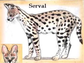Serval (c) Sabrina 2002