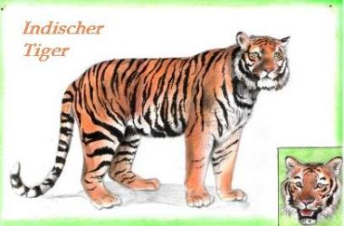 Tiger (c) Sabrina 2002