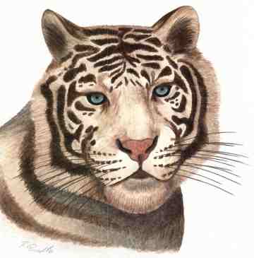 Weisser Tiger (c) Sabrina '99