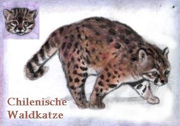 Chilenische Waldkatze (c) Sabrina 2002