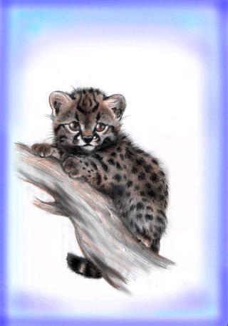 Junge Chilenische Waldkatze (c) Sabrina 2002