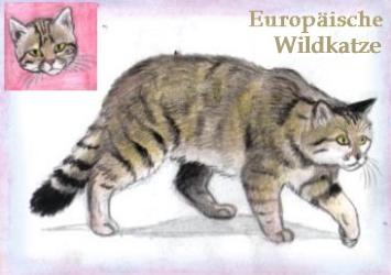 Europäische Wildkatze (c) Sabrina 2002