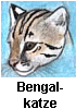 Bengalkatze