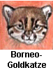 Borneokatze