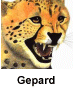 Gepard