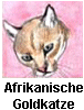 afrikanische Goldkatze