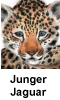 Jaguarbaby