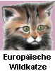 Junge Europäische Wildkatze