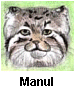 Manul