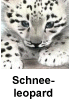 Schneeleopardenbaby