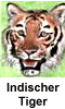 Indischer Tiger