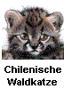 Junge Chilenische Waldkatze